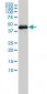 GSDMDC1 Antibody (monoclonal) (M01)